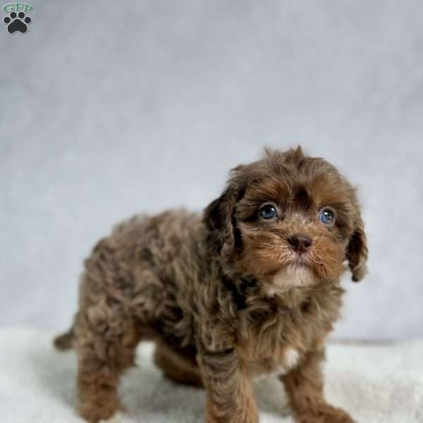Lacey, Cavapoo Puppy